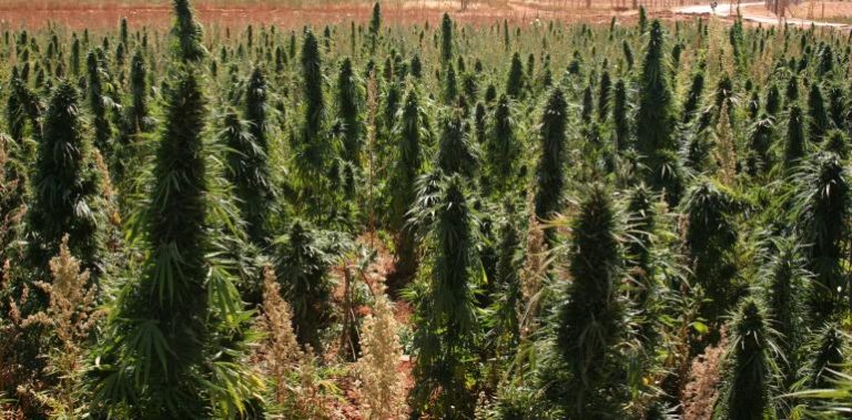 outdoor-kultivace-growshop-growmart