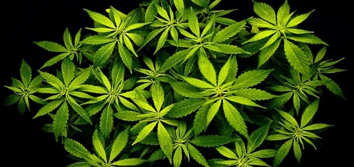 pěstování-konopí-venku-growshop-growmart