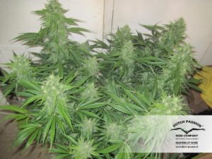 StarRyder : špičková samonakvétací Holandská marihuana