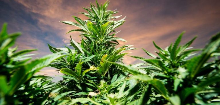 terpeny a jejich kvalita u rostlin konopí