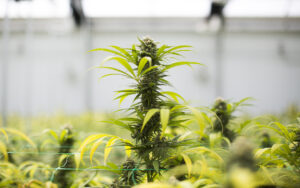 jak zastřihovat rostliny konopí?