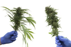 takto vypadá opracovaná rostlina