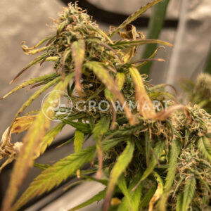 Auto_California_Kush_Samonakvétací_semínka_konopí