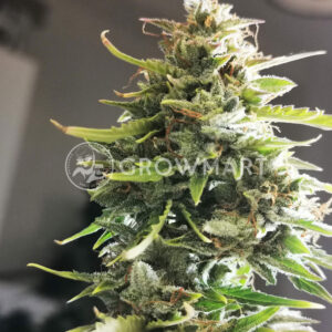 Auto_Critical_Soma_Samokvetoucí_semena_konopí