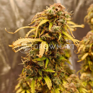 Auto_Gelato_#33_Samokvetoucí_semena_konopí