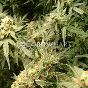 Critical_Jack_Herer_Auto_Samokvetoucí_semínka_konopí