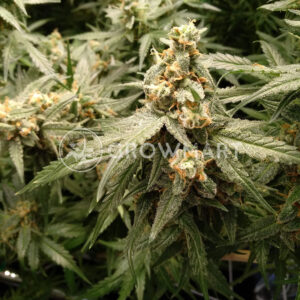 Critical_Jack_Herer_Auto_Samokvetoucí_semínka_konopí