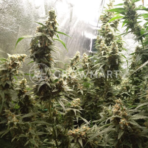 Critical_Jack_Herer_Auto_Samokvetoucí_semínka_konopí