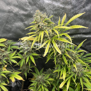 Gorilla_Zkittlez_Auto_Samonakvétací_semínka_konopí