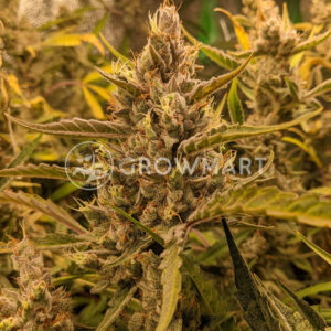 Northern_Light_Automatic_Samonakvétací_semínka_konopí