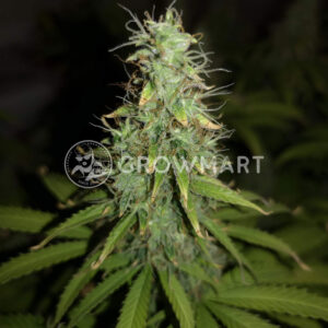 Super_Critical_Auto_Samonakvétací_semínka_konopí