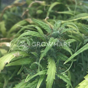 ARJAN'S-ULTRA-HAZE-2_Feminizovaná_semínka_konopí