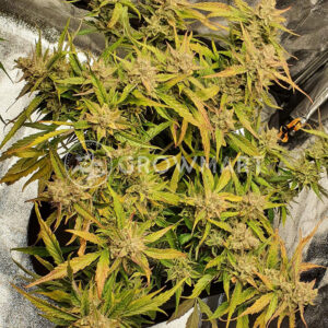 Auto_Amnesia_Gold_Samokvetoucí_semínka_konopí