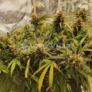 Auto_Amnesia_Gold_Samokvetoucí_semínka_konopí