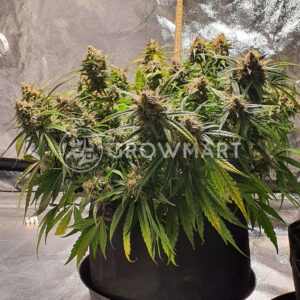 Auto_Amnesia_Gold_Samokvetoucí_semínka_konopí