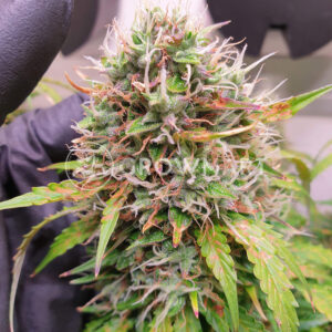 Auto_Critical_Orange_Punch_Samonakvétací_semínka_konopí