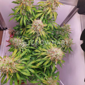 Auto_Critical_Orange_Punch_Samonakvétací_semínka_konopí