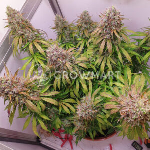 Auto_Critical_Orange_Punch_Samonakvétací_semínka_konopí