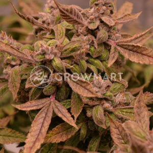 Auto_Orange_Bud_Samonakvétací_semínka_konopí