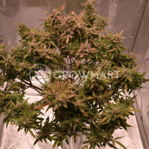 Auto_Orange_Bud_Samonakvétací_semínka_konopí