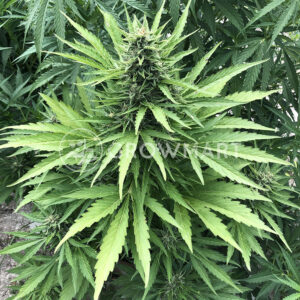 Auto_Wappa_Autoflower_semínka_konopí