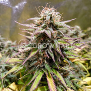 Auto_Whiteberry_Samonakvétací_semínka_konopí
