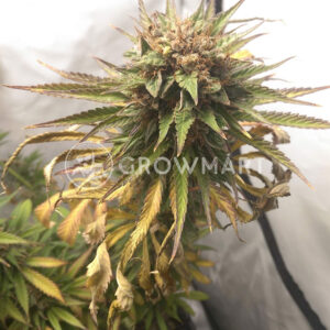 Durban_Poison_Regular_Regulérní_semínka_konopí