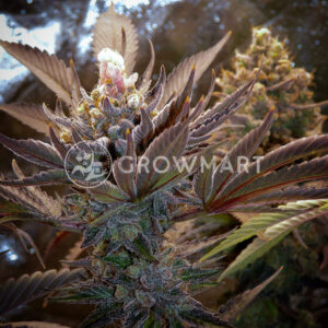 Skunk_Kush_Reg_Regulérni_semínka_konopí