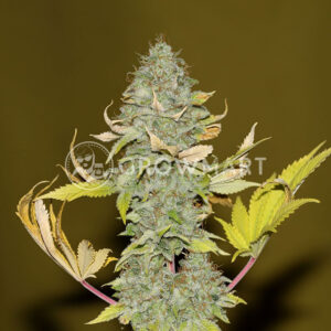 semínka konopí Bruce Banger