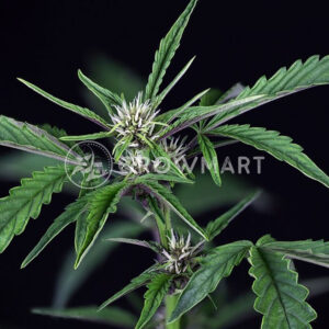 semínka konopí Pink Kush Auto