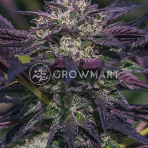 Seminka_konopi_Blue_Diesel_Auto