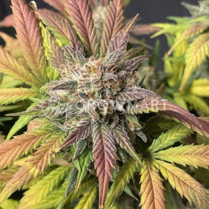 seminka_konopi_Forbidden_Runtz_Double_XL_Auto