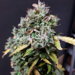 seminka_konopi_Frosty_Gelato_Auto