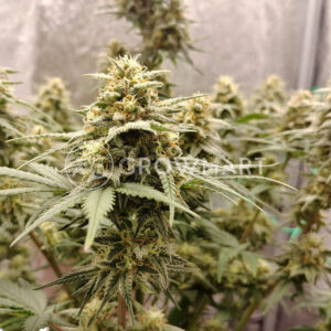 Seminka_konopi_Rainbow_Candy_Auto