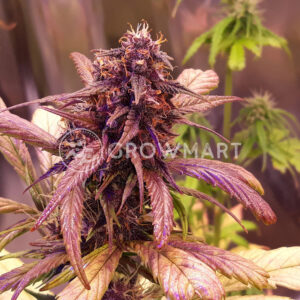 seminka_konopi_Red_Jack_Auto