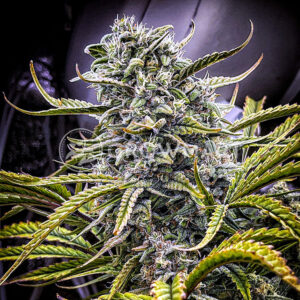 Afghan_Kush_Auto_seminka_konopi