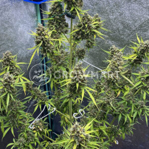 Banana_Purple_Punch_Auto_seminka_konopi