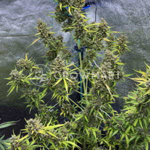 Banana_Purple_Punch_Auto_seminka_konopi