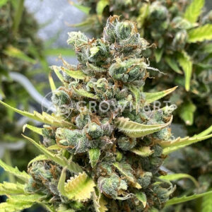 Banana_Purple_Punch_Auto_seminka_konopi