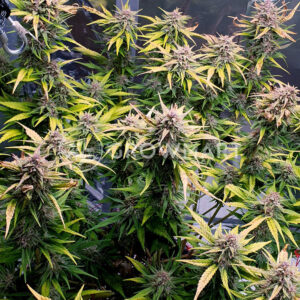 Banana_Purple_Punch_Auto_seminka_konopi