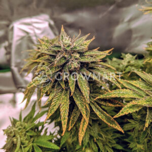 Blueberry_Headband_seminka_konopi