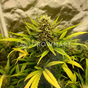 Bruce_Banner_Auto_seminka_konopi