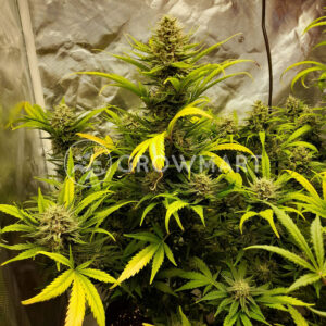 Bruce_Banner_Auto_seminka_konopi