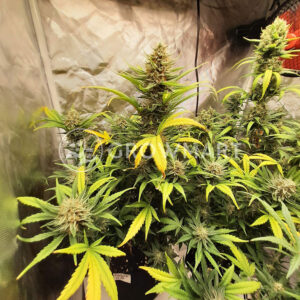 Bruce_Banner_Auto_seminka_konopi