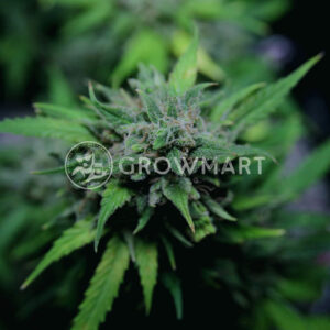 Chem_Bomb_Auto_seminka_konopi