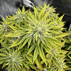 Forbidden_Runtz_Auto_seminka_konopi