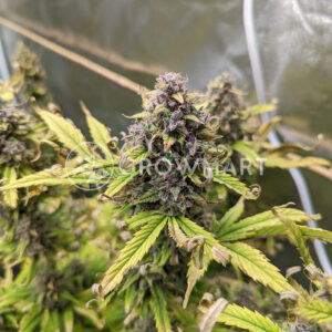 Orange_Sherbet_Auto_seminka_konopi