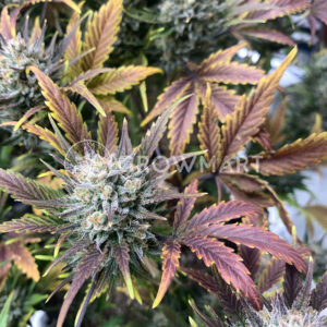 Orange_Sherbet_Auto_seminka_konopi