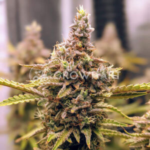 Strawberry_Pie_Auto_seminka_konopi