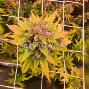 Wedding_Glue_Auto_seminka_konopi